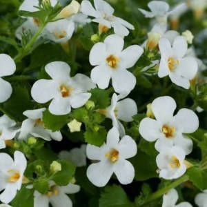 Bacopa Everest White_300x300